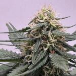 keepers-og-autoflower-fem-seedkeepers.jpeg