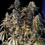 lemon-citron-fem-humboldt-seed-organization.jpg
