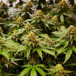 mimosa-x-orange-punch-fem-barneys-farm.jpg