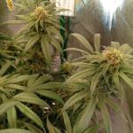miracle-alien-cookies-mac-fem-7ch-american.jpg