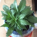 northern-lights-nirvana-seeds.JPG