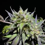 purple-lemonade-ff-fem-fastbuds.jpg