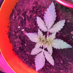 super-lemon-haze-Semyanich.jpeg