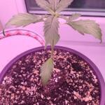 totally-alpha-og-auto-fem-alphafem-seeds.jpg