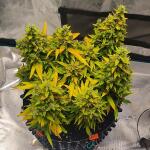 zkittlez-auto-fem-cali-buds-seeds.jpg