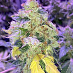 amherst-sour-diesel-fem-humboldt-seeds.jpg