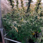 amnesia-zkittlez-auto-fem-fastbuds.jpg