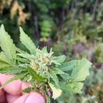 auto-ak-ak-47-auto-fem-Semyanich.jpg
