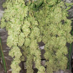 bruce-banner-3-fem-blimburn-seeds.jpg
