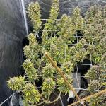 garlic-cookies-fem-barneys-farm.jpg
