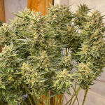 gelato-auto-fem-fastbuds.jpg