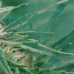 gorilla-auto-gorilla-glue-auto-fem-fastbuds.jpg