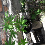 original-amnesia-autoflowering-dinafem-seeds.jpg