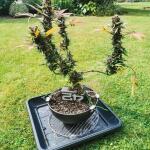 purple-lemonade-ff-fem-fastbuds.jpg