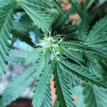 sweet-cheese-auto-sweet-seeds.jpg