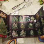 thunder-bloody-mary-auto-samsara-seeds.JPG