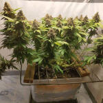 glue-sherbert-fem-alphafem-seeds.jpg