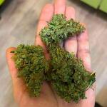 gorilla-auto-fem-Semyanich.jpg