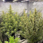 gorilla-punch-auto-fem-fastbuds.jpg