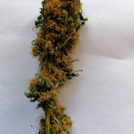 ice-regular-nirvana-seeds.jpg