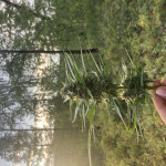 lowryder-auto-fem-vision-seeds.jpeg
