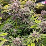 mellowz-fem-compound-genetics.jpg