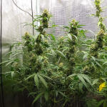 mimosa-cake-auto-fem-fastbuds.jpg