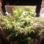 zookies-fem-7ch-american.jpg