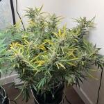 banana-jealousy-auto-rf3-fem-ethos-genetics.jpg