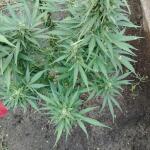 gorilla-auto-gorilla-glue-auto-fem-fastbuds.jpg