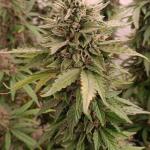 keepers-og-autoflower-fem-seedkeepers.jpg