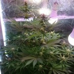 mazar-extra-bulk-seed-bank.JPG