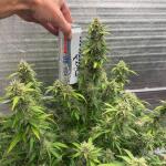 moonshine-cookies-auto-fem-7ch-american.jpeg