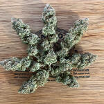 notorious-thc-fem-humboldt-seed-company.jpg