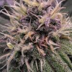 nuggz-r1-fem-ethos-genetics.jpg