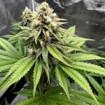 papaya-frosting-fem-barneys-farm.jpg