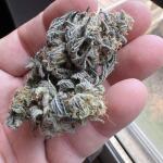 punchberry-cookies-rbx-fem-ethos-genetics.jpg