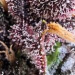 purple-lemonade-auto-fem-fastbuds.jpeg