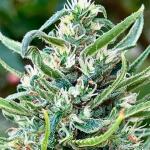 sugar-black-rose-early-version-fem-delicious-seeds.jpg