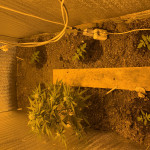 auto-afghani-vip-seeds.jpeg