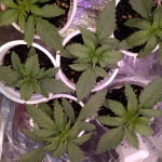 auto-gorilla-fem-00-seeds.jpg