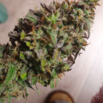 auto-parmesan-auto-cheese-fem-victory-seeds.jpg