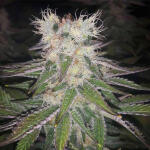 gelato-fem-blimburn-seeds.jpg
