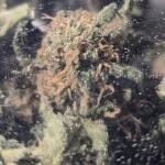 lemon-cherry-runtz-fem-fastbuds.jpg