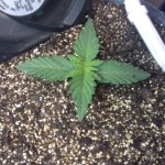 northern-lights-nirvana-seeds.jpg
