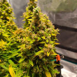 zkittlez-auto-fem-cali-buds-seeds.jpg