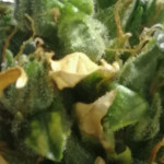 auto-northern-lights-00-seeds.jpg