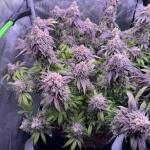 booberry-cookies-rbx-fem-ethos-genetics.jpg