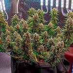 crystal-ww-autoflower-fem-easy-grow-seeds.jpg