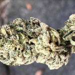 gelato-auto-fem-Semyanich.jpg